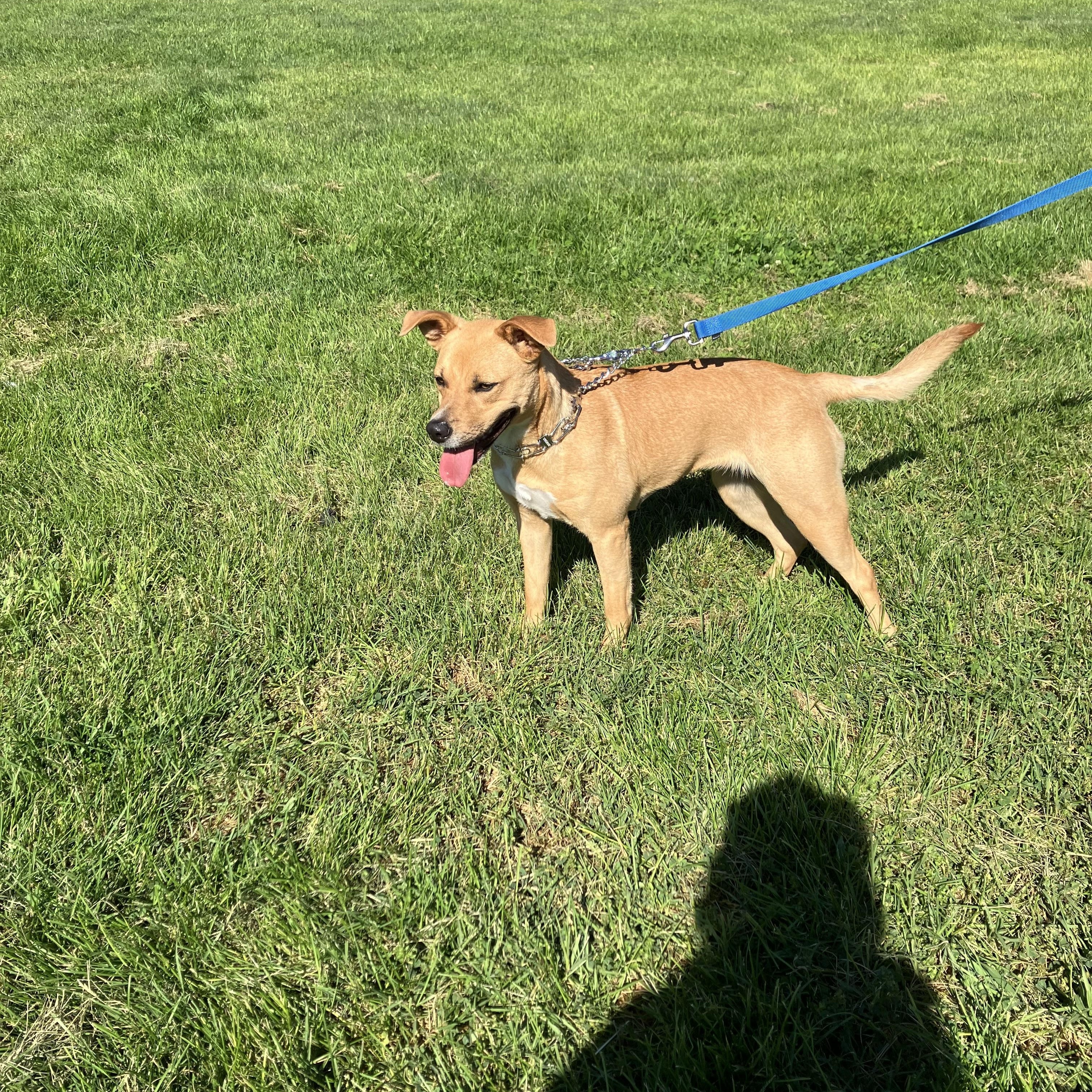 Enlarge Coco, a ADOPTABLE mixed breed in MODESTO, CA image 4/6