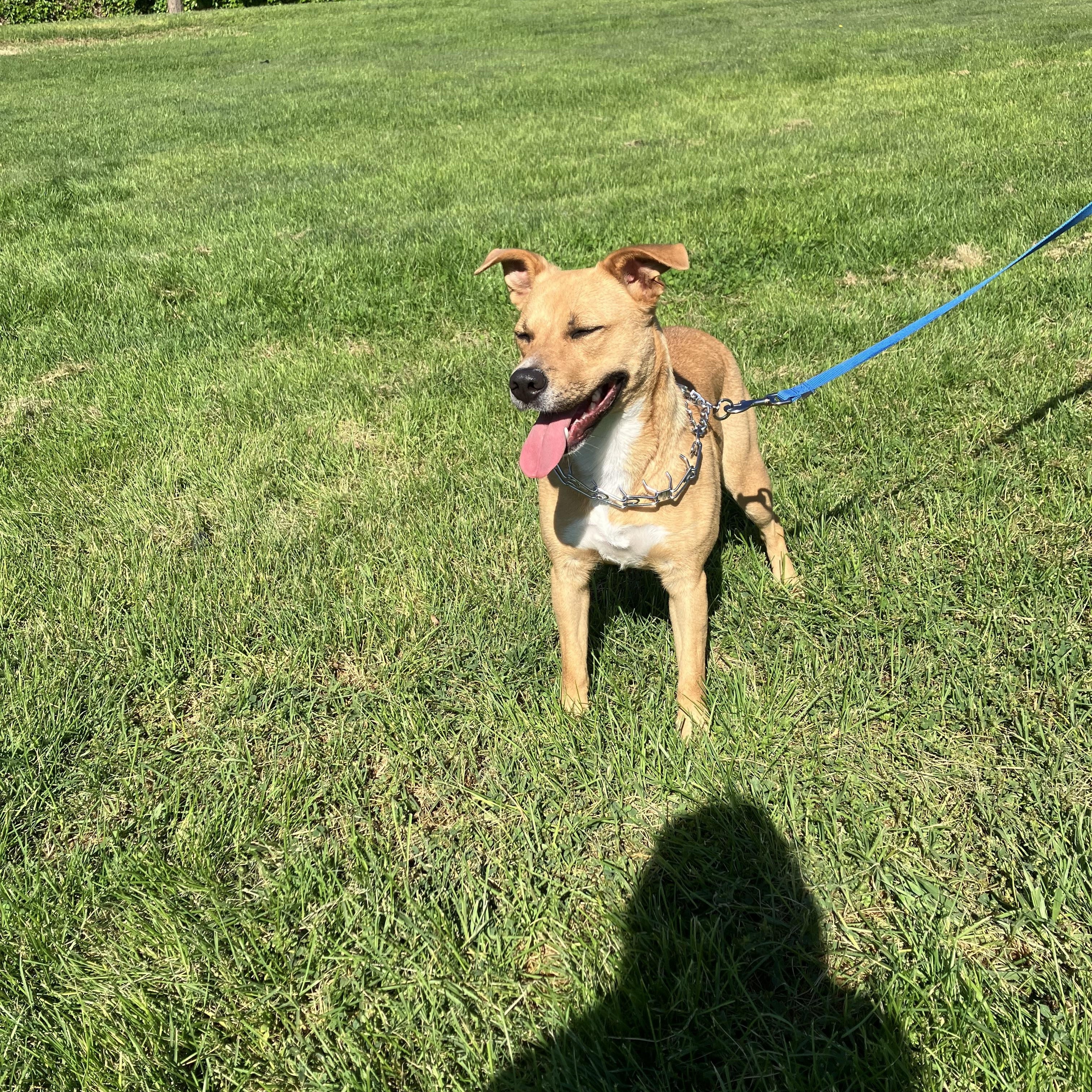 Enlarge Coco, a ADOPTABLE mixed breed in MODESTO, CA image 2/6
