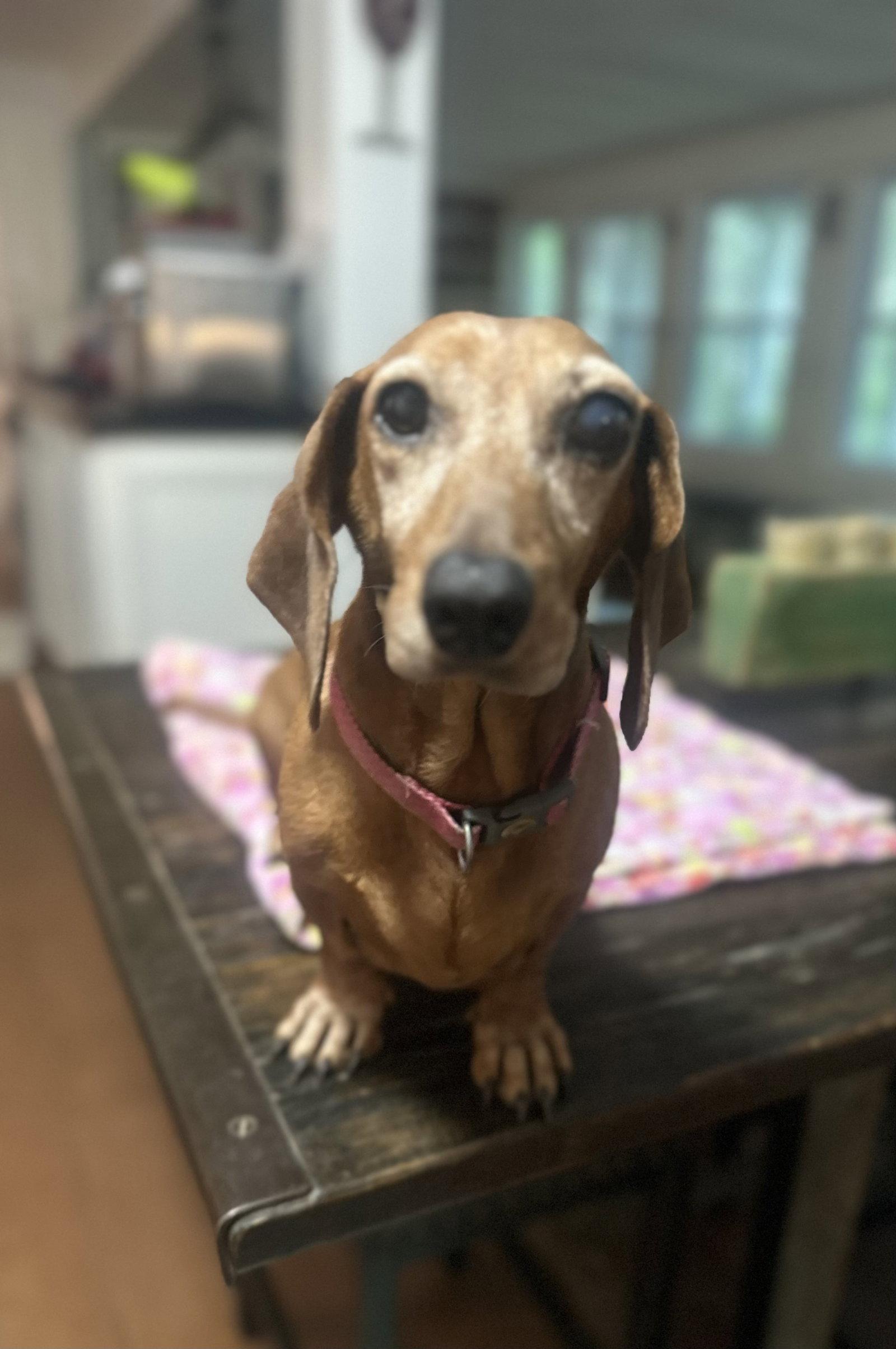 Enlarge Luna, a Adoptable Dachshund in Pearland, TX image 1/3