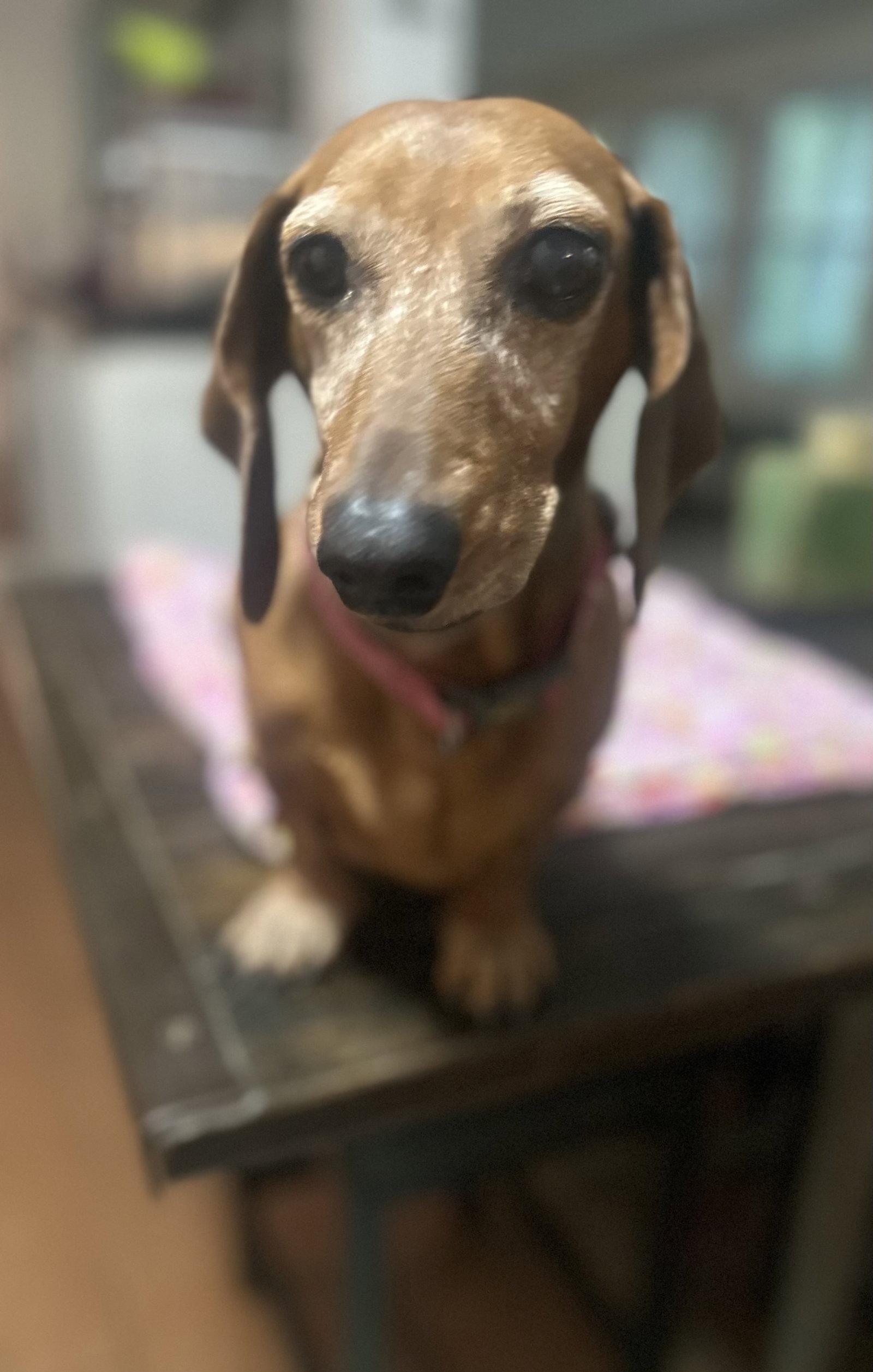 Enlarge Luna, a Adoptable Dachshund in Pearland, TX image 2/3
