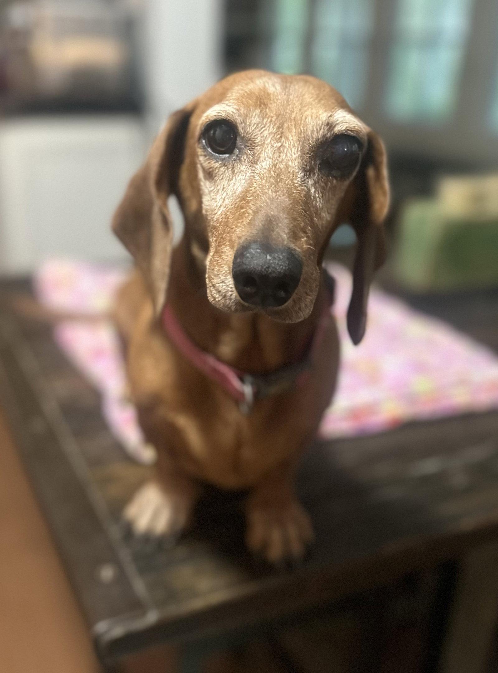 Enlarge Luna, a Adoptable Dachshund in Pearland, TX image 3/3