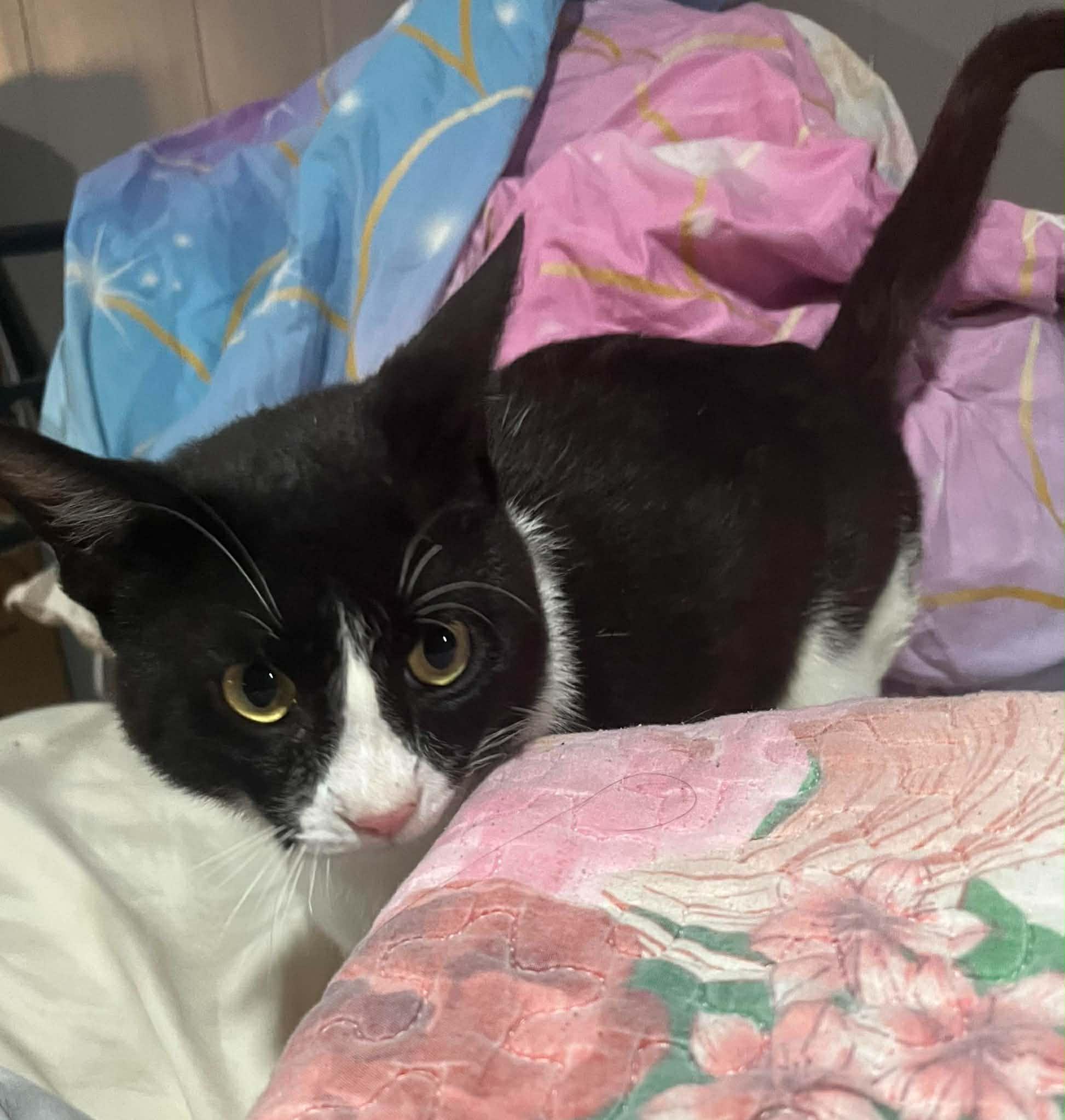 Enlarge Charley, a Adoptable Domestic Short Hair in Kingwood, TX image 3/5