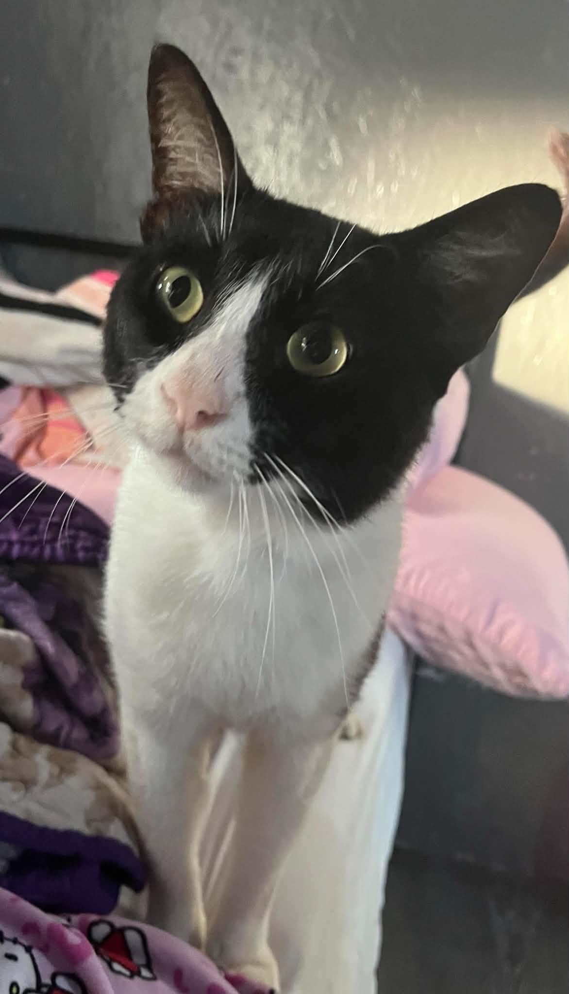 Enlarge Charley, a Adoptable Domestic Short Hair in Kingwood, TX image 1/5