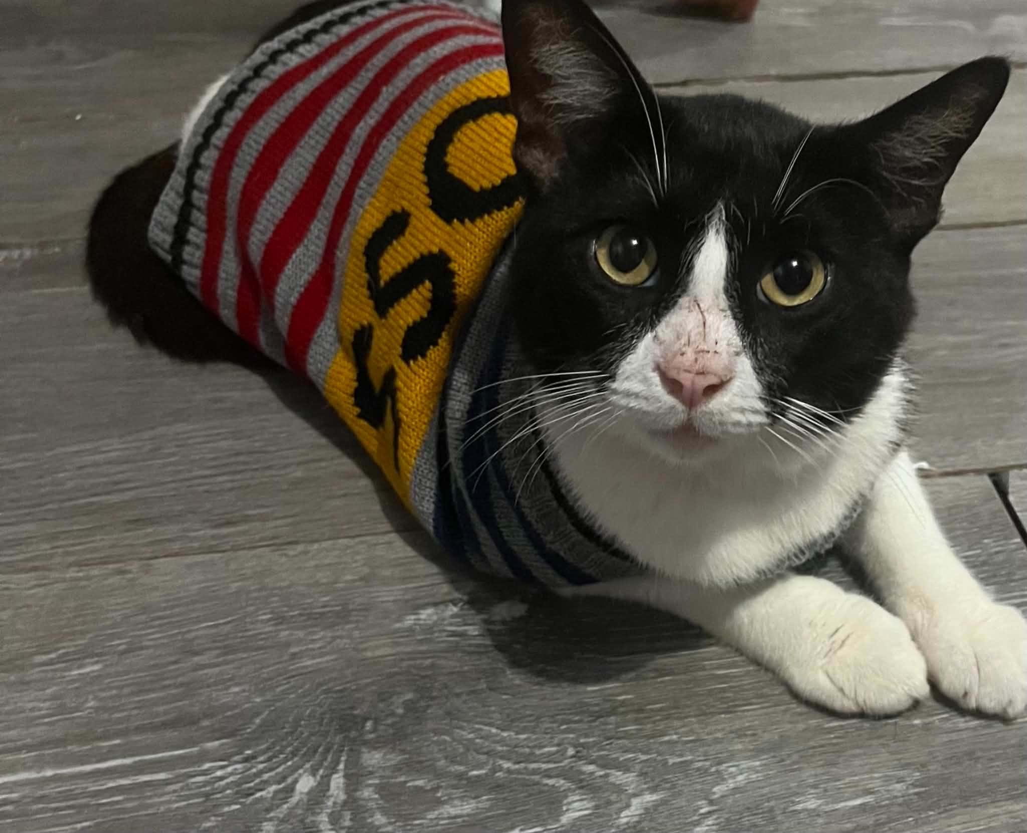 Enlarge Charley, a Adoptable Domestic Short Hair in Kingwood, TX image 2/5