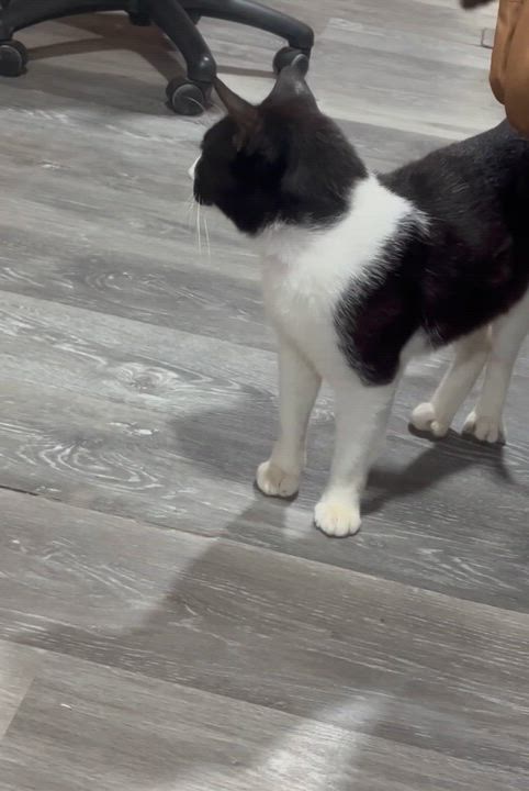 Enlarge Charley, a Adoptable Domestic Short Hair in Kingwood, TX video 5/5