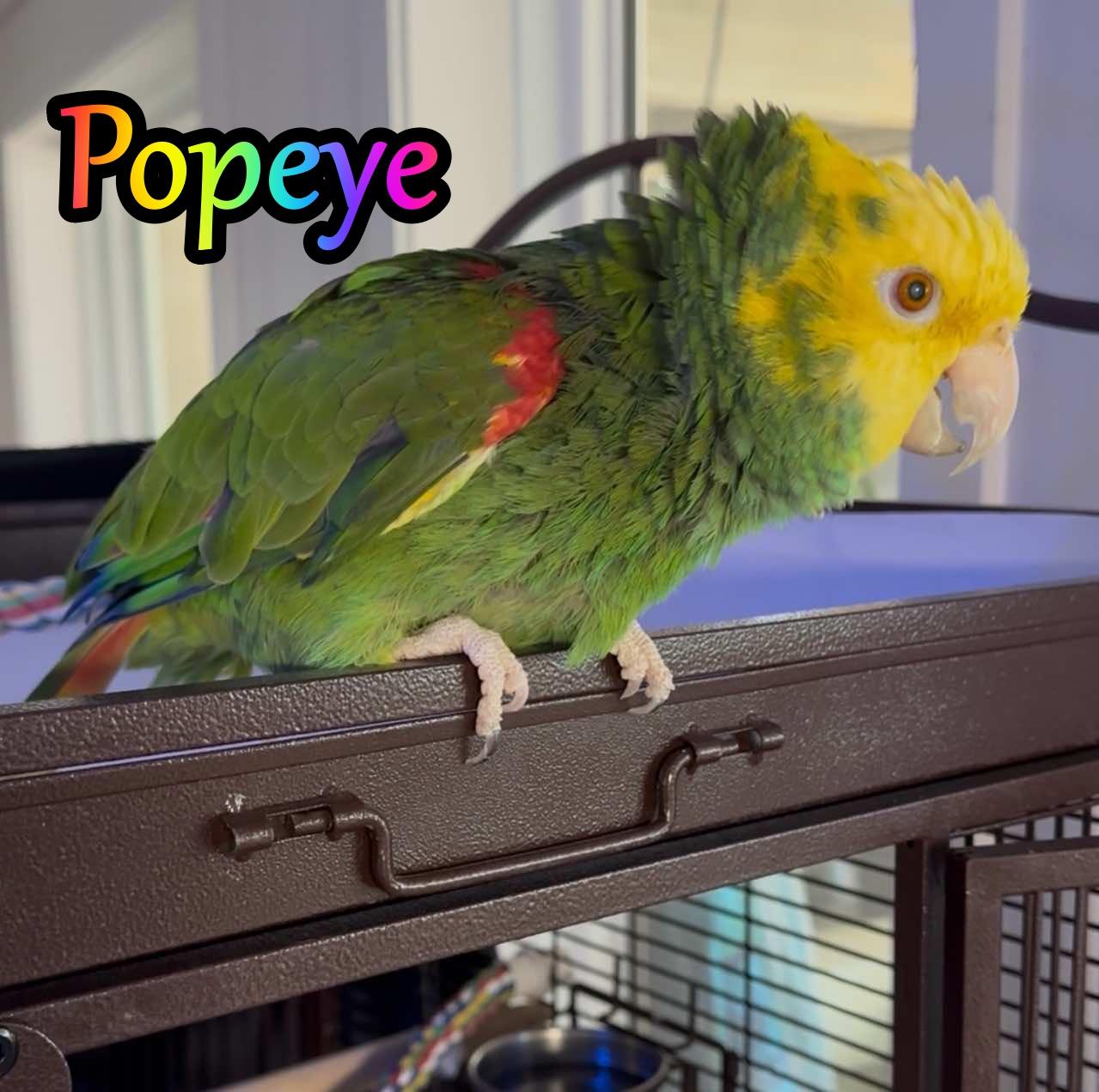Popeye, Adoptable, Adult Female Amazon.