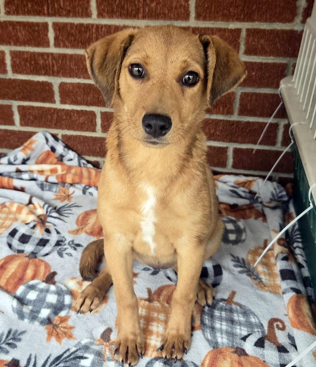 Cinnamon, an adopted mixed breed in Minneapolis, MN image 1/3