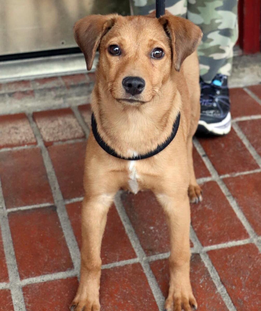 Cinnamon, an adopted mixed breed in Minneapolis, MN image 2/3