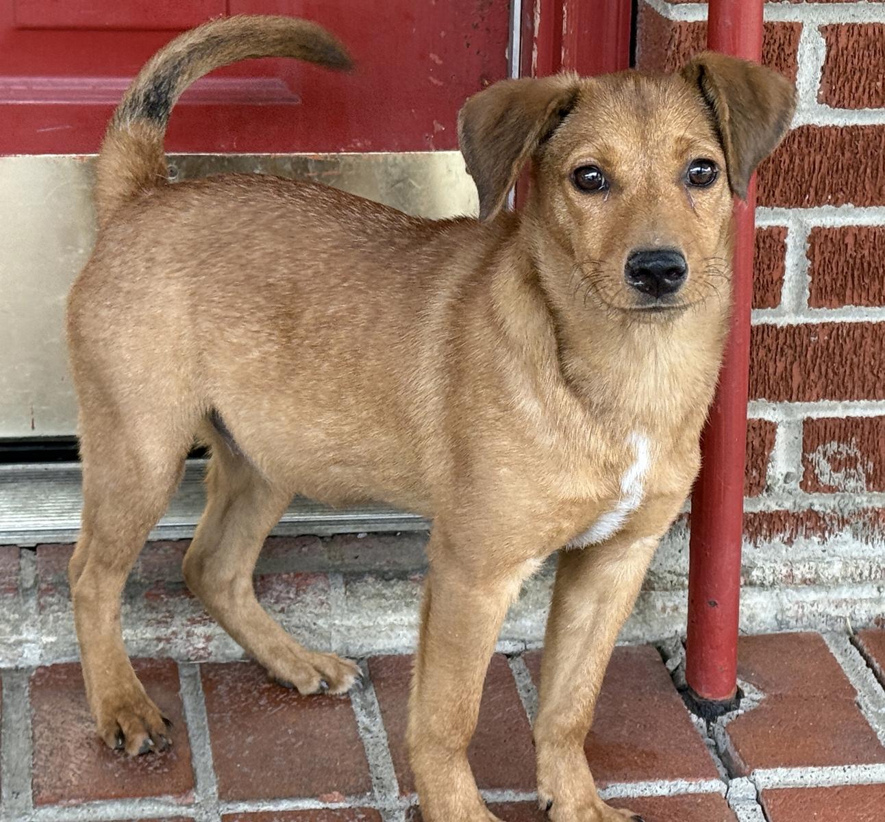Cinnamon, an adopted mixed breed in Minneapolis, MN image 3/3