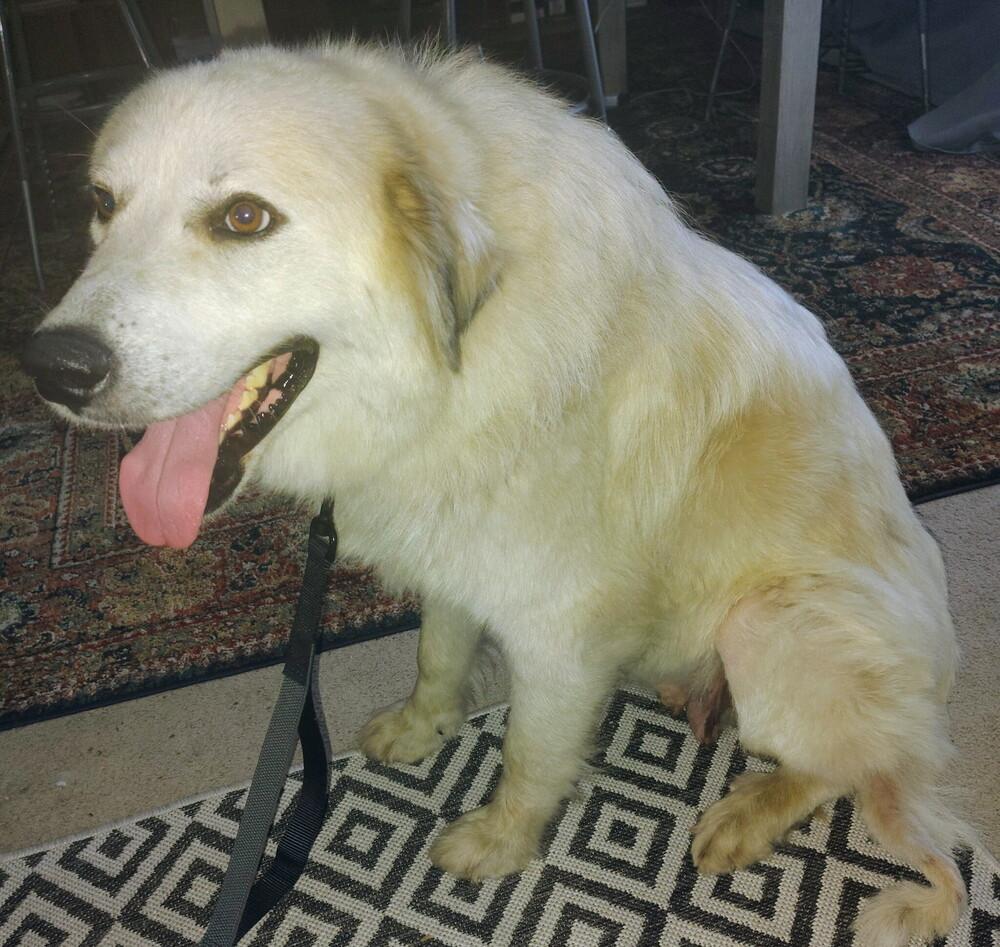 Missy Pawfect, Adoptable, Young Female Great Pyrenees.