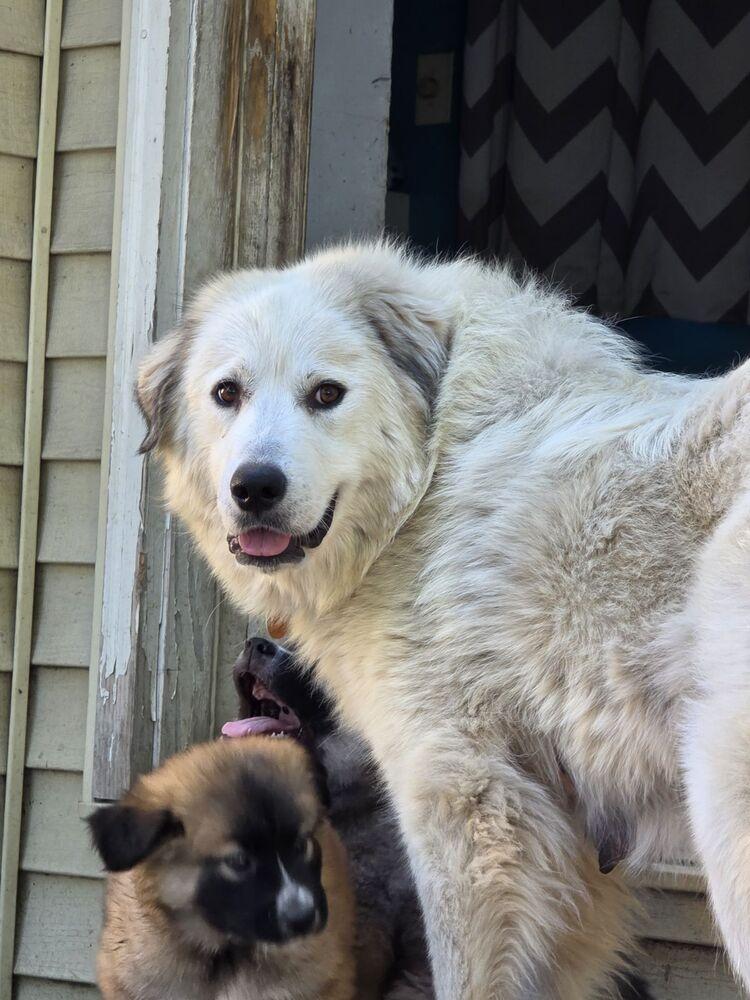 Enlarge Missy Pawfect, a Adoptable Great Pyrenees in Oswego, IL image 2/6