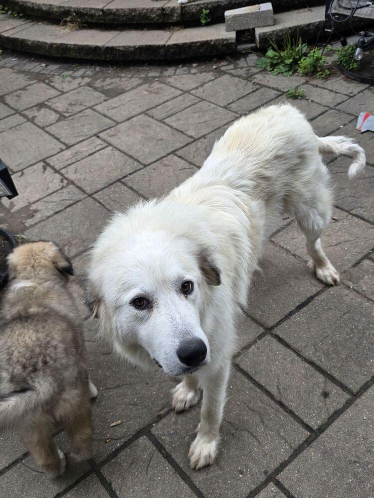 Enlarge Missy Pawfect, a Adoptable Great Pyrenees in Oswego, IL image 3/6