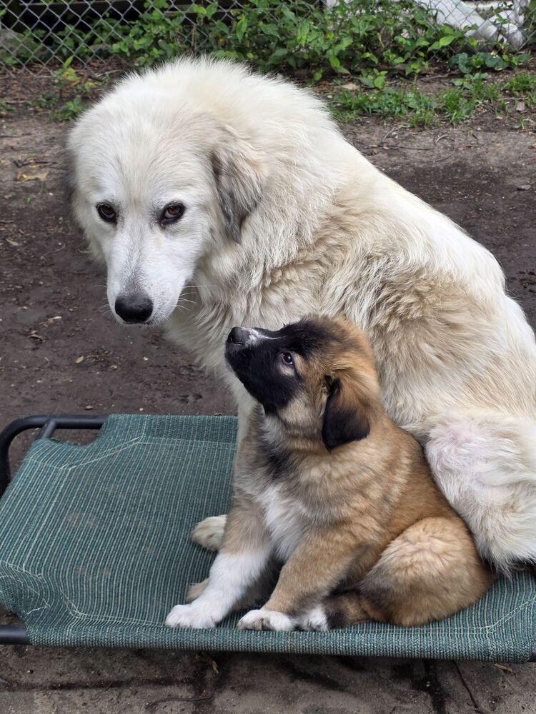 Enlarge Missy Pawfect, a Adoptable Great Pyrenees in Oswego, IL image 4/6