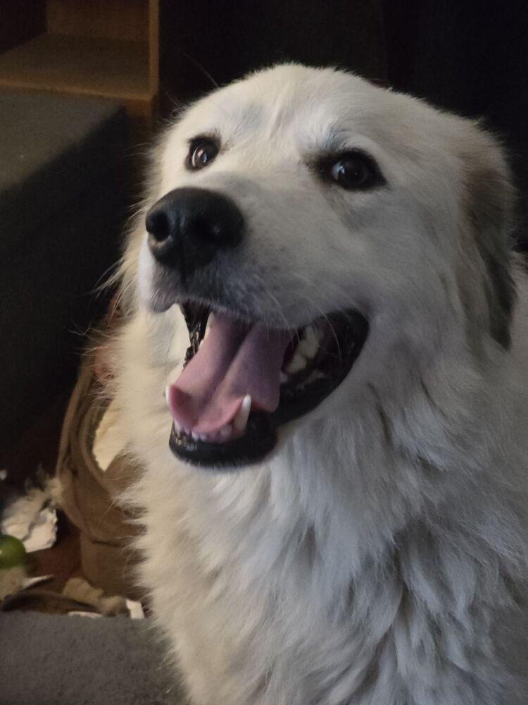 Enlarge Missy Pawfect, a Adoptable Great Pyrenees in Oswego, IL image 5/6