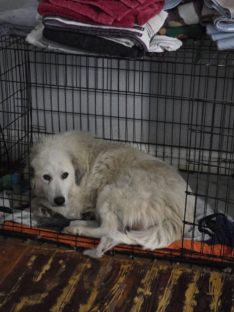 Enlarge Missy Pawfect, a Adoptable Great Pyrenees in Oswego, IL image 6/6