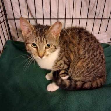 Angel, Adoptable, Young Female Domestic Short Hair.