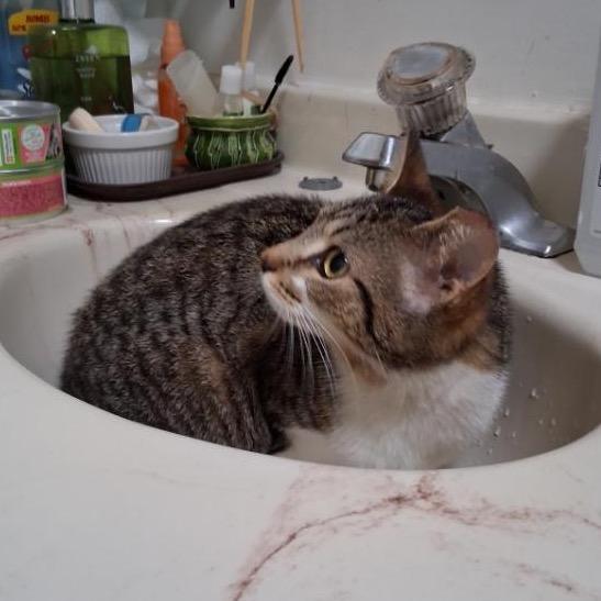 Angel, a Adoptable Domestic Short Hair in Mount Laurel, NJ image 2/3