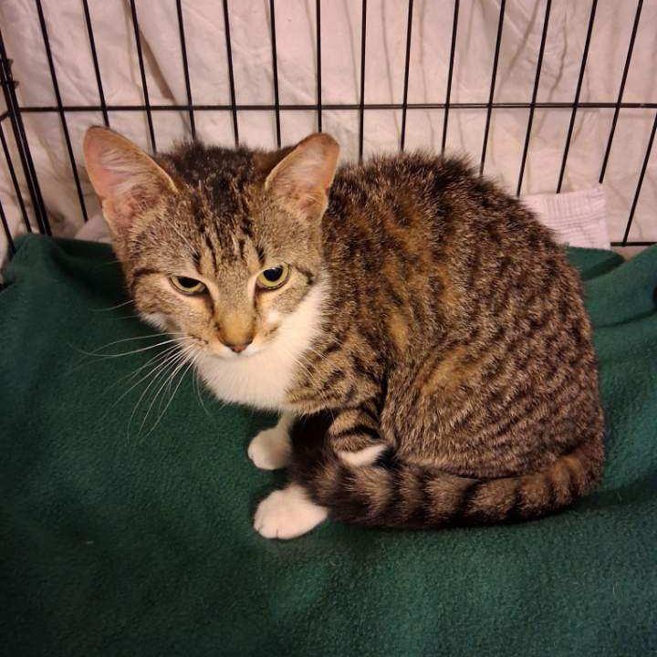 Angel, a Adoptable Domestic Short Hair in Mount Laurel, NJ image 3/3