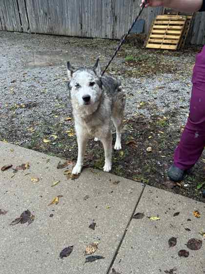 Kramer, Adoptable, Adult Male Husky & Mixed Breed.