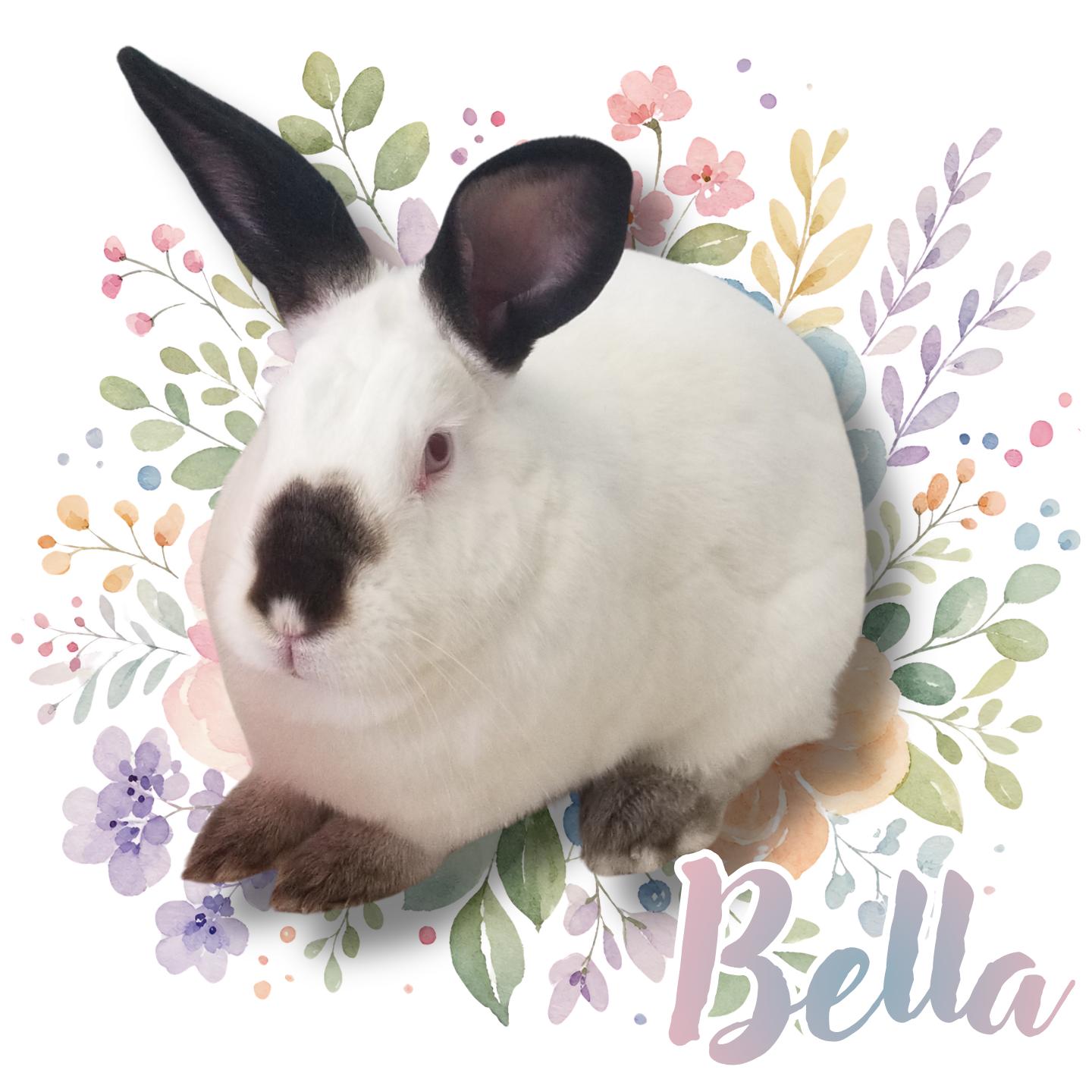 Bella, adopted, Adult Female Californian.