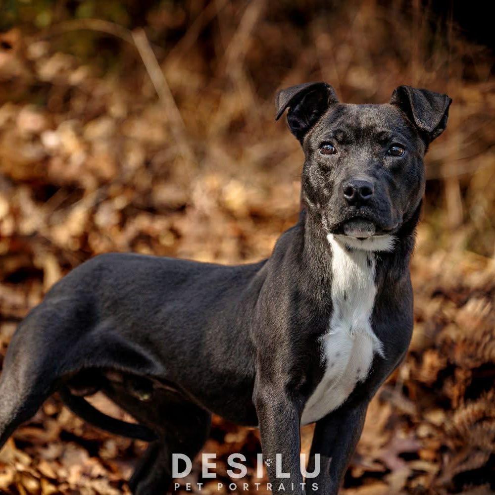 Enlarge Gary, a Adoptable Mixed Breed in Walnut Cove, NC image 2/6