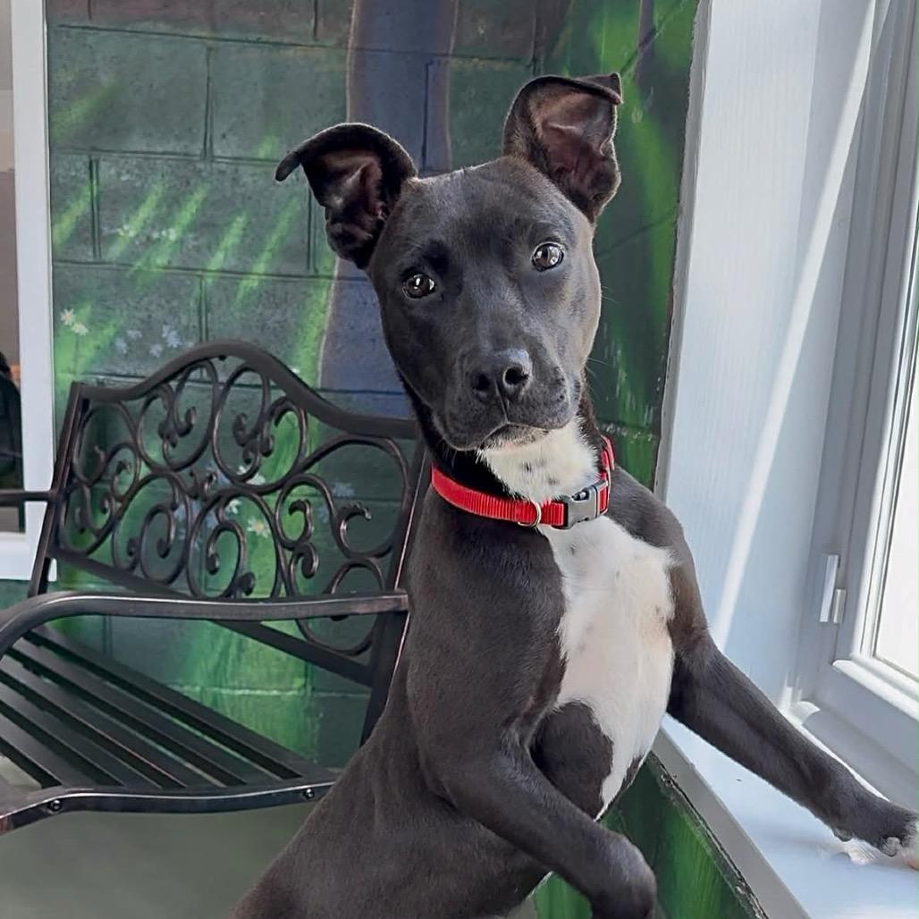 Enlarge Gary, a Adoptable Mixed Breed in Walnut Cove, NC image 1/6