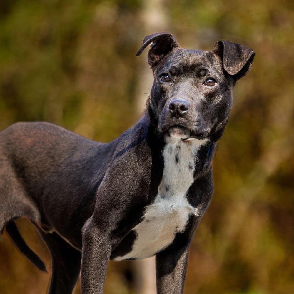 Enlarge Gary, a Adoptable Mixed Breed in Walnut Cove, NC image 3/6