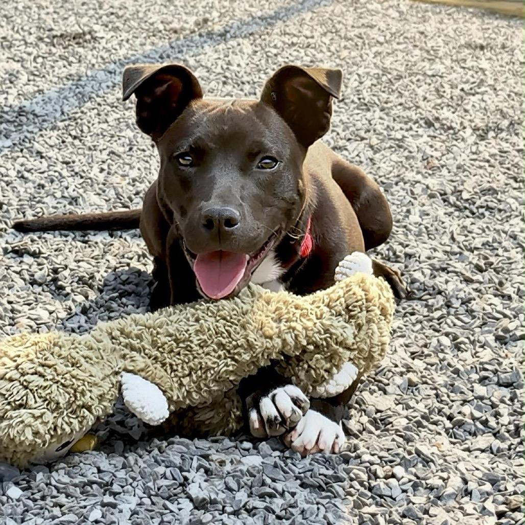Enlarge Gary, a Adoptable Mixed Breed in Walnut Cove, NC image 1/6