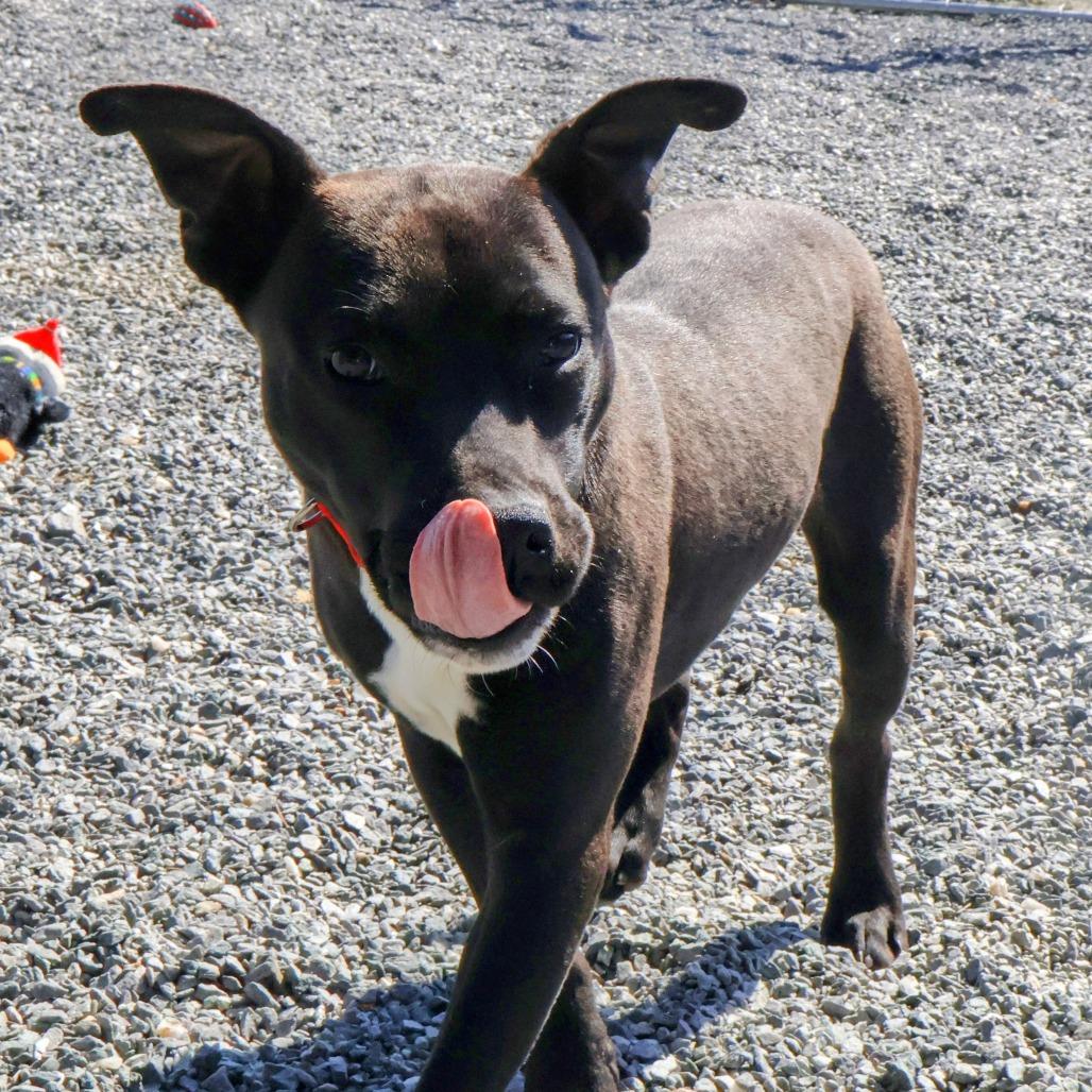 Enlarge Gary, a Adoptable Mixed Breed in Walnut Cove, NC image 4/6