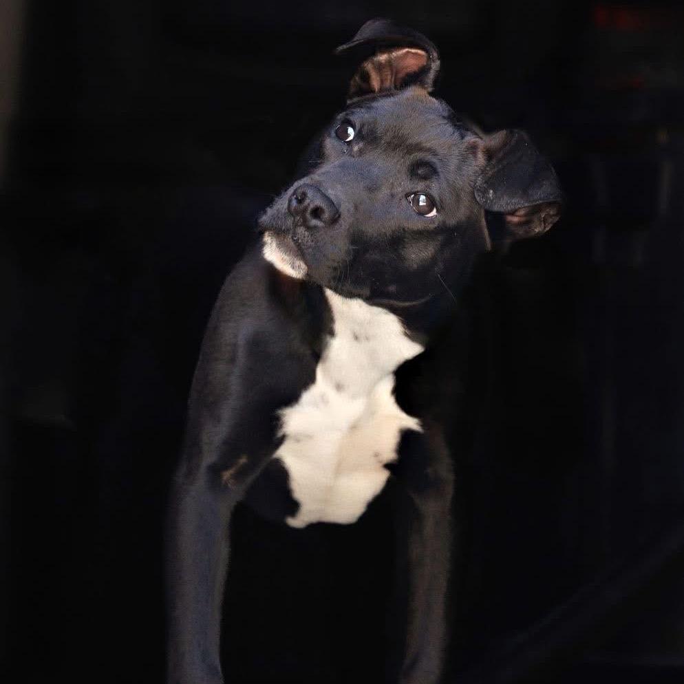 Enlarge Gary, a Adoptable Mixed Breed in Walnut Cove, NC image 5/6