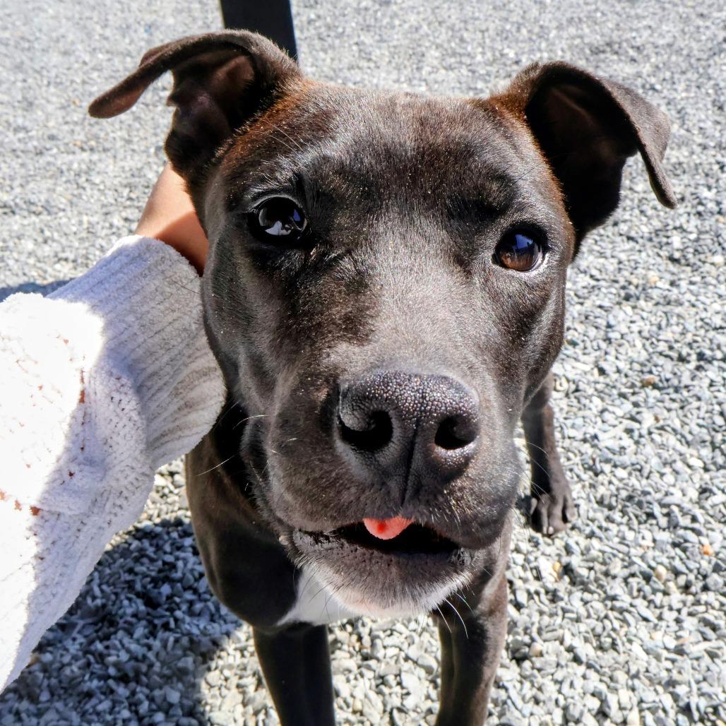 Gary, Adoptable, Young Male Mixed Breed.