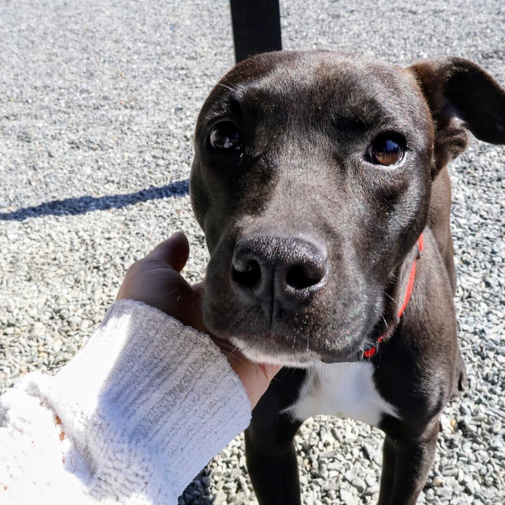 Enlarge Gary, a Adoptable Mixed Breed in Walnut Cove, NC image 6/6