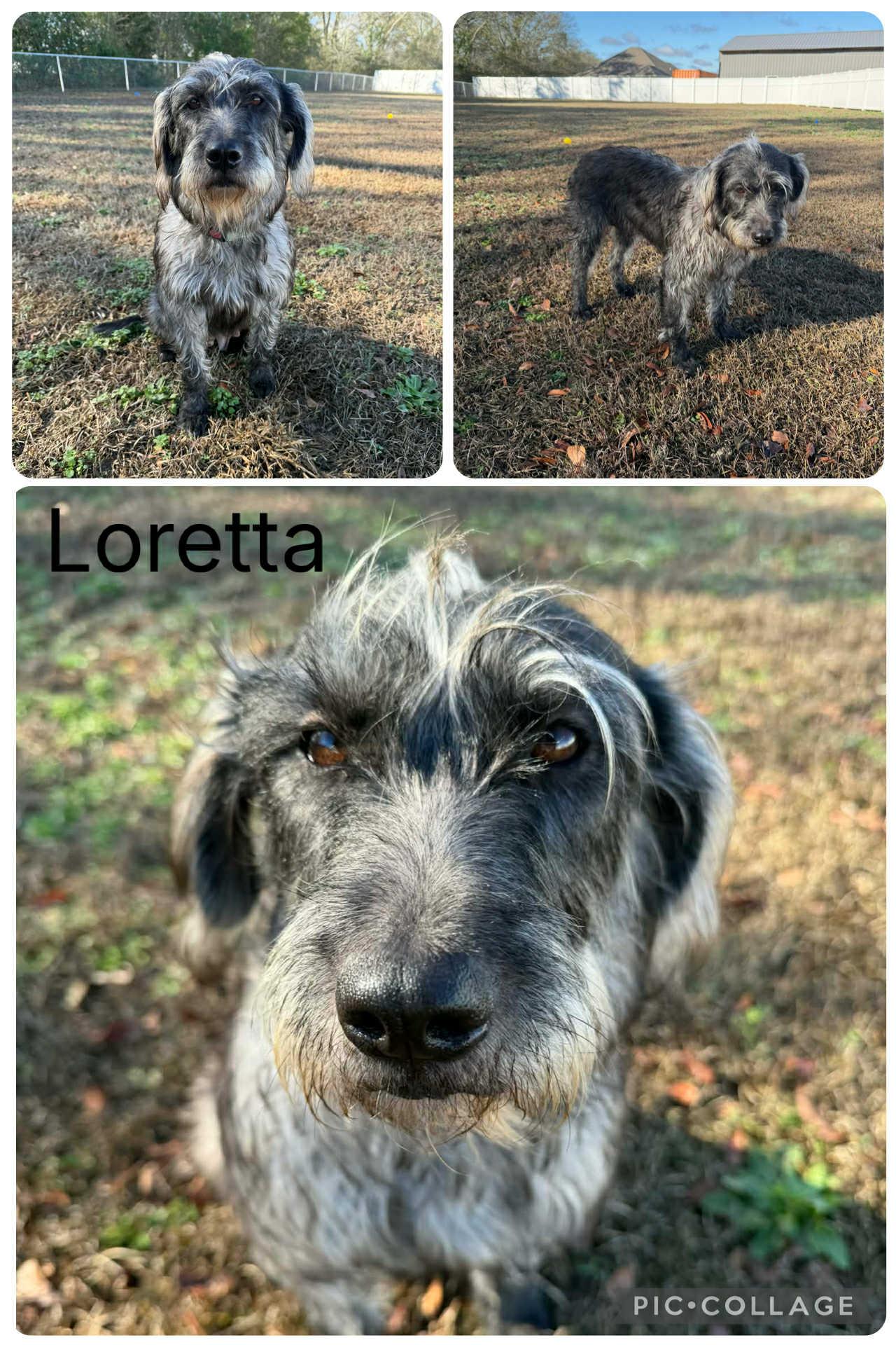 Enlarge Loretta, a ADOPTABLE mixed breed in Enterprise, AL image 1/1