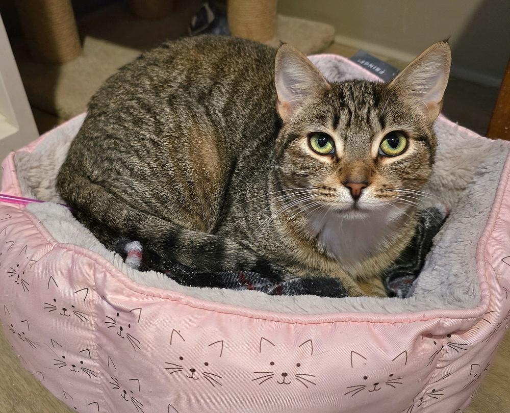 Enlarge Edith, a Adoptable mixed breed in Vancouver, WA image 2/3