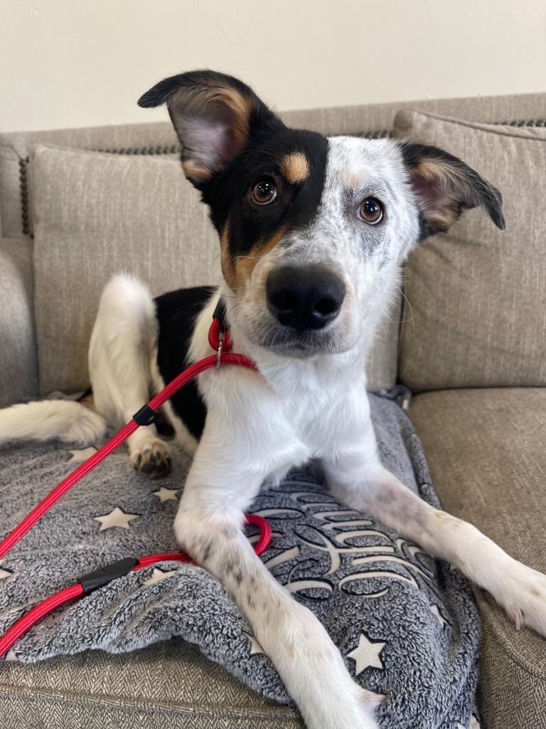 Enlarge Chumba, a Adoptable mixed breed in Thousand Oaks, CA image 1/1