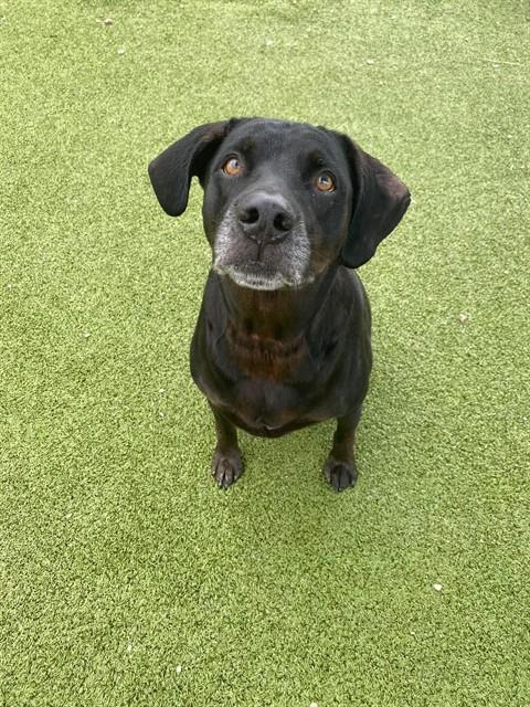 Enlarge GRACIE, a Adoptable mixed breed in Pasadena, TX image 1/1