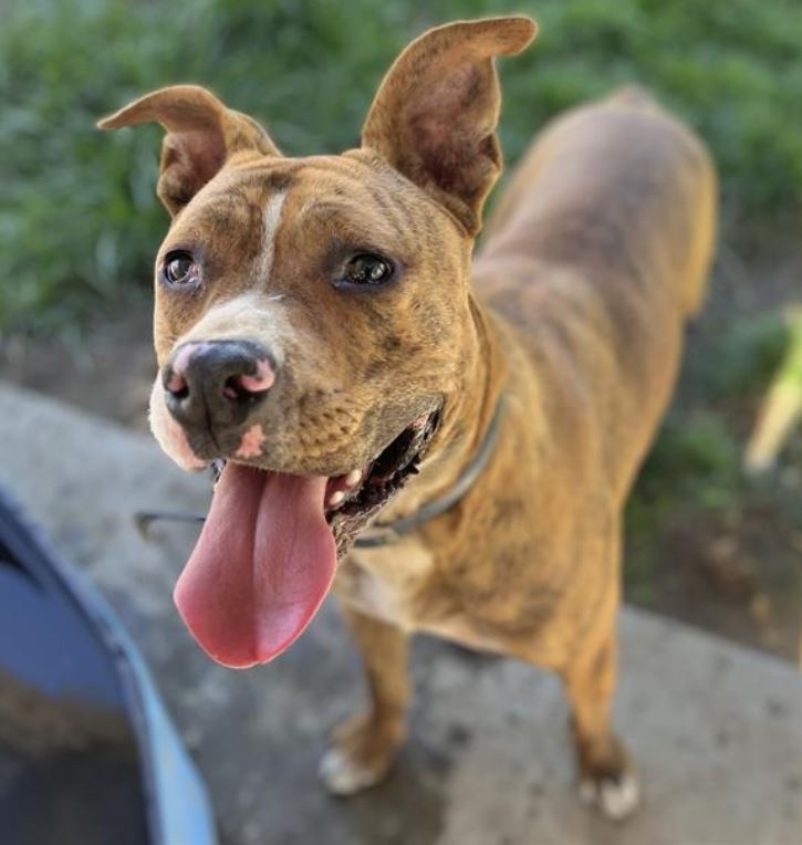 Enlarge Ernie, a Adoptable mixed breed in Ione, CA image 1/3