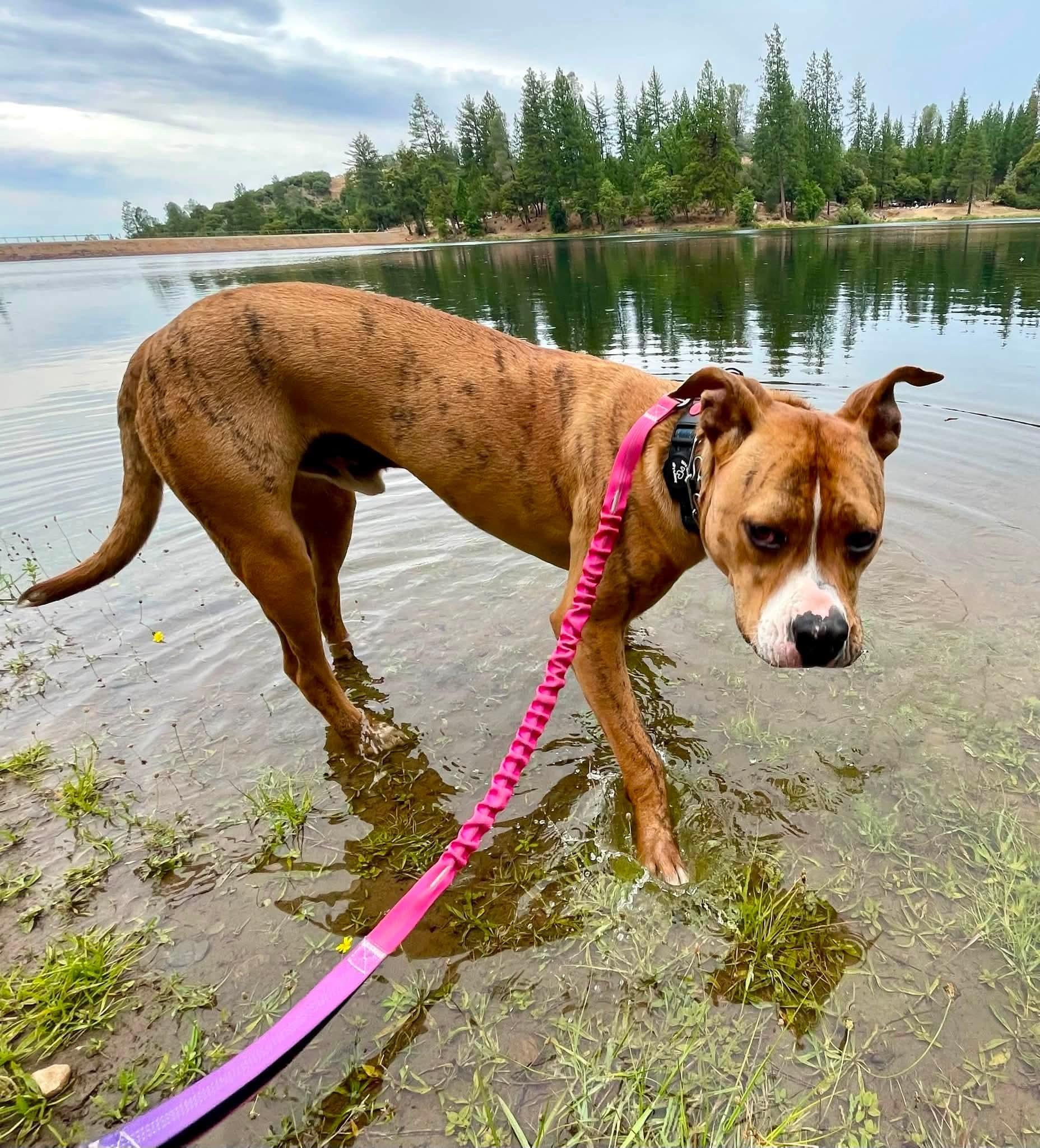 Enlarge Ernie, a Adoptable mixed breed in Jackson, CA image 2/5