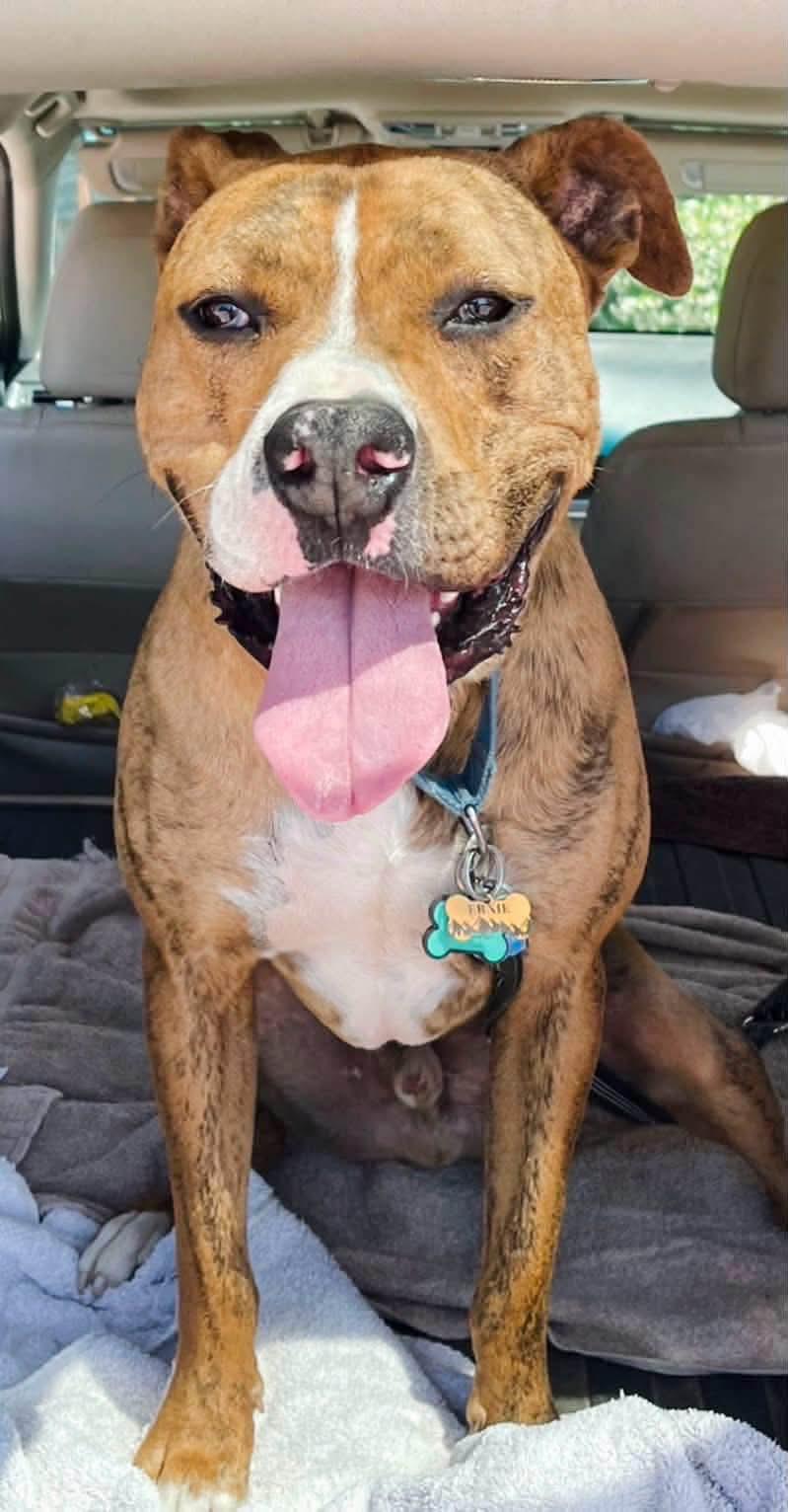 Ernie, Adoptable, Young Male American Staffordshire Terrier & Boxer.