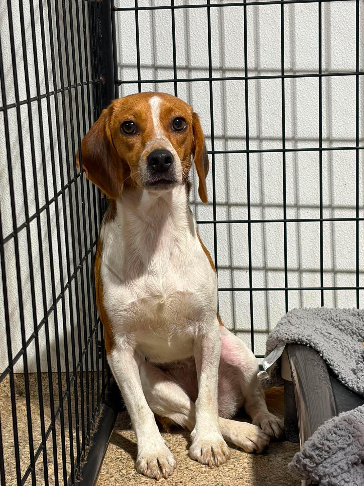 Enlarge Ethel, a Adoptable Beagle in Valparaiso, IN image 2/2