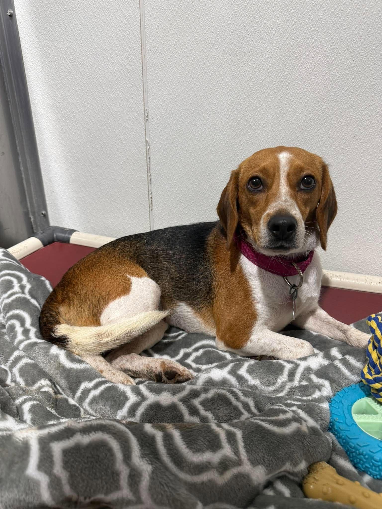 Ethel, Adoptable, Adult Female Beagle.