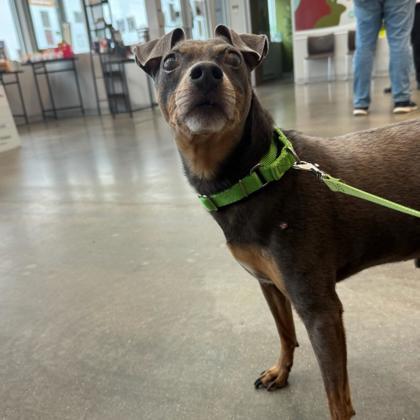 Bratwurst, Senior Male Mixed Breed