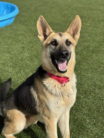 Floppy, Adoptable, Adult Male Shepherd & Mixed Breed.