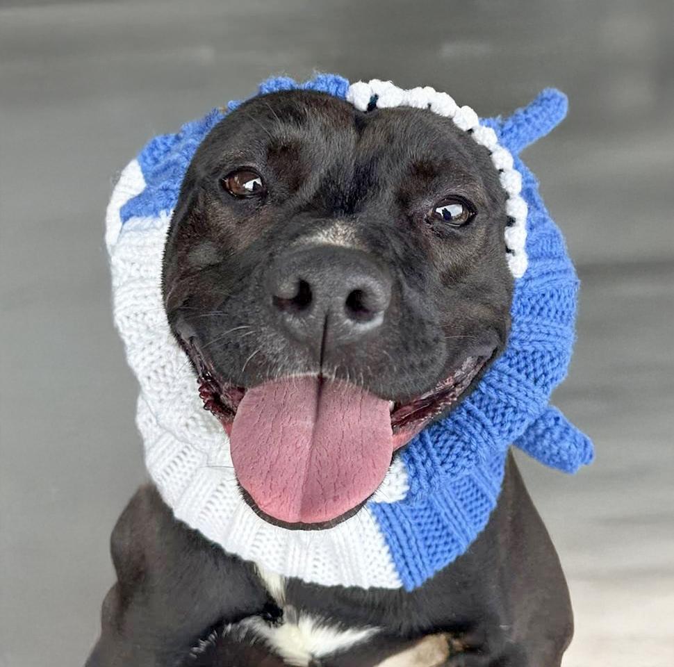 REBEL- Needs a foster/forever home!, Adoptable, Adult Female Terrier.