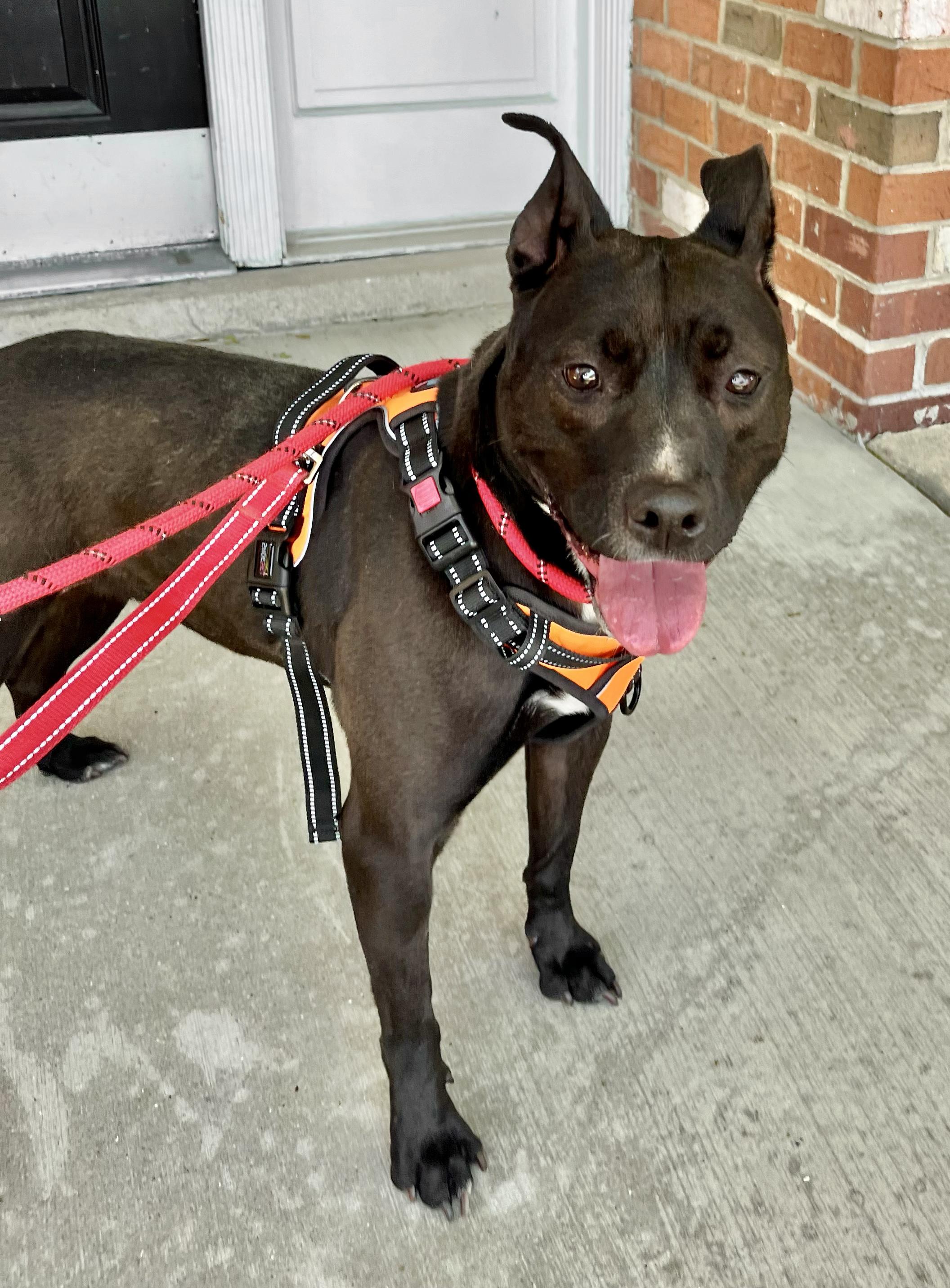 REBEL- Needs a foster/forever home!, a Adoptable mixed breed in Birmingham, MI image 2/6
