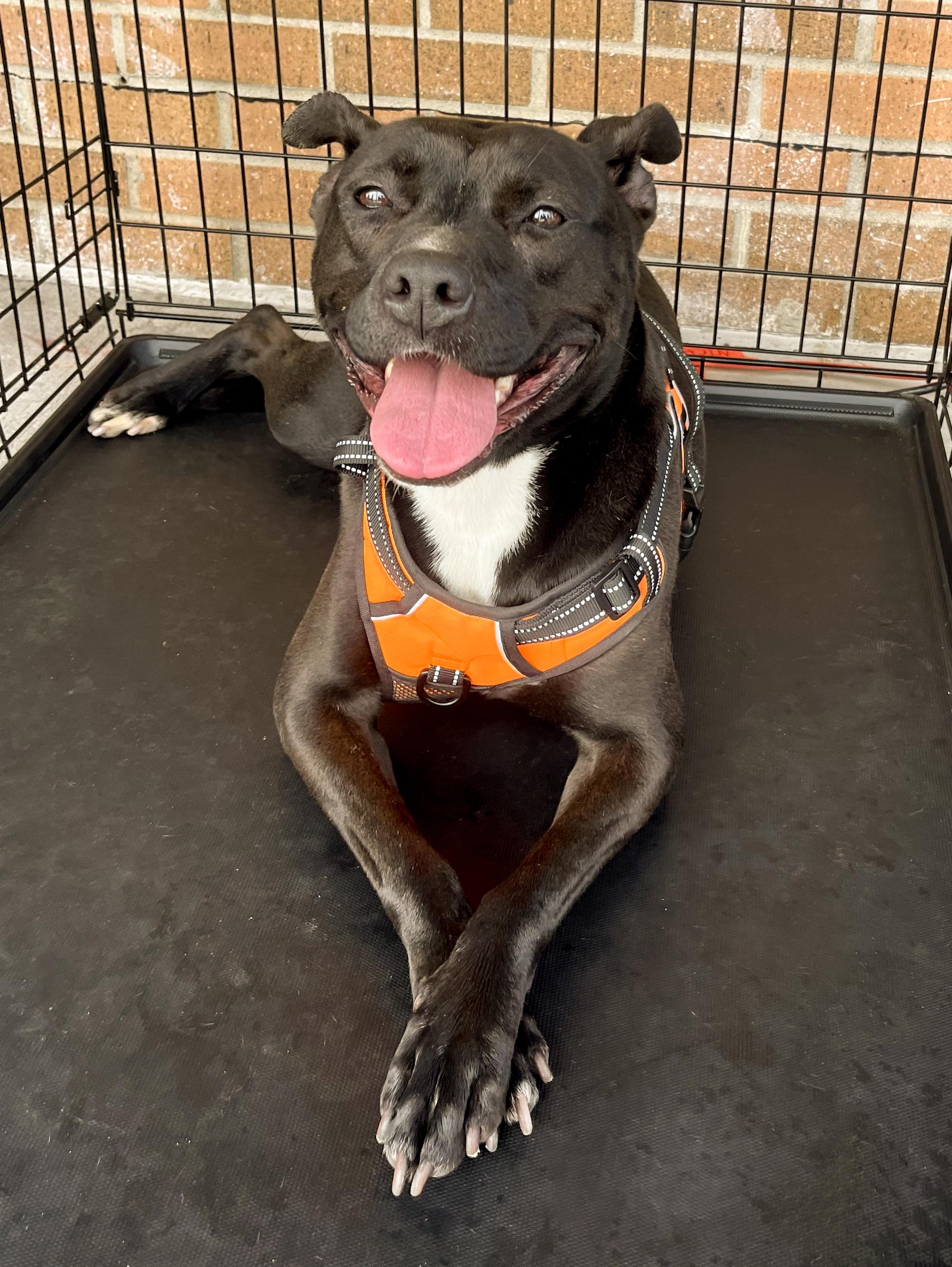 Enlarge REBEL- Needs a foster/forever home!, a Adoptable mixed breed in Birmingham, MI image 2/6