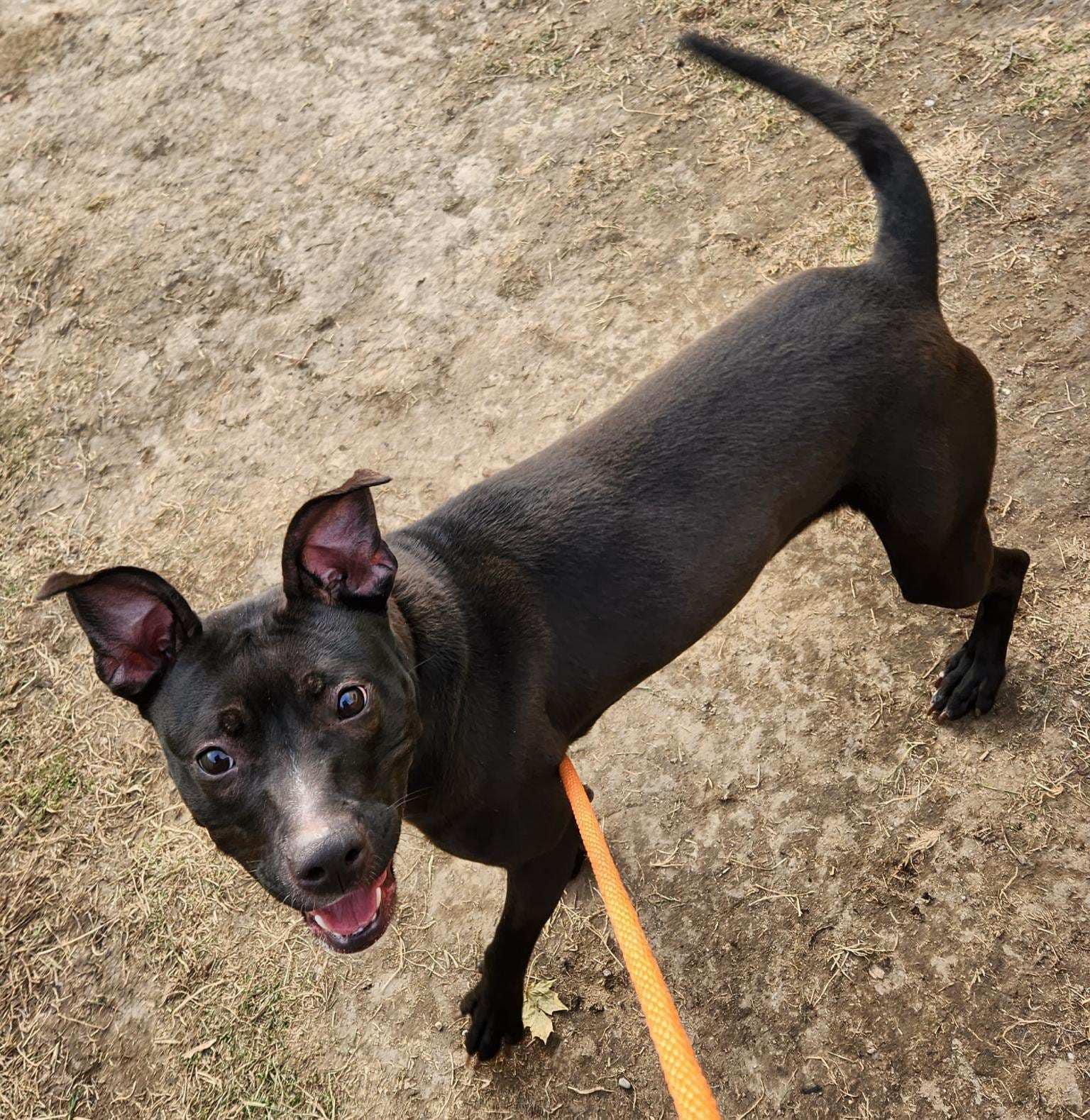 REBEL- Needs a foster/forever home! — thumbnail 2