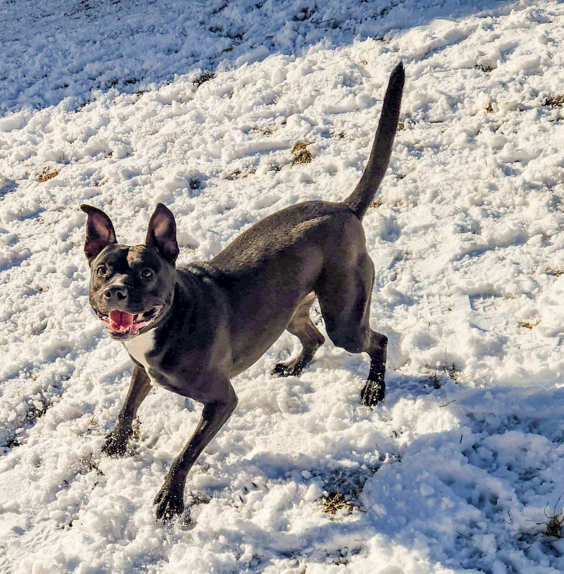 REBEL- Needs a foster/forever home!, a Adoptable mixed breed in Birmingham, MI image 2/6