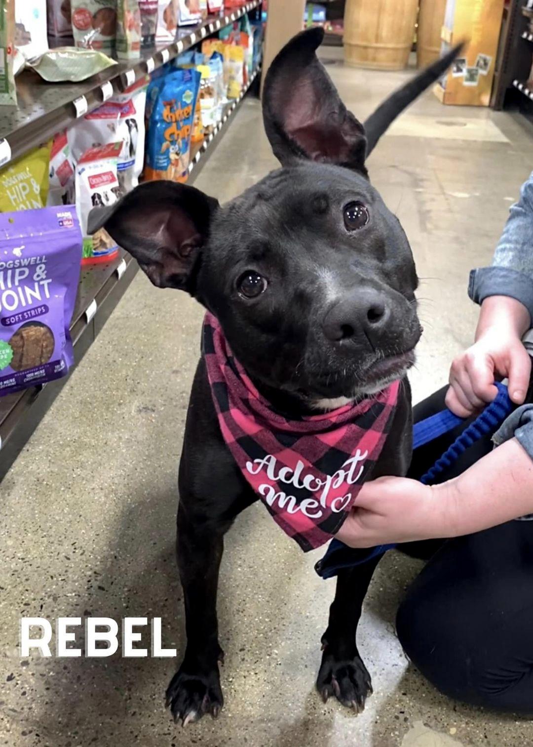 REBEL- Needs a foster/forever home! — thumbnail 4