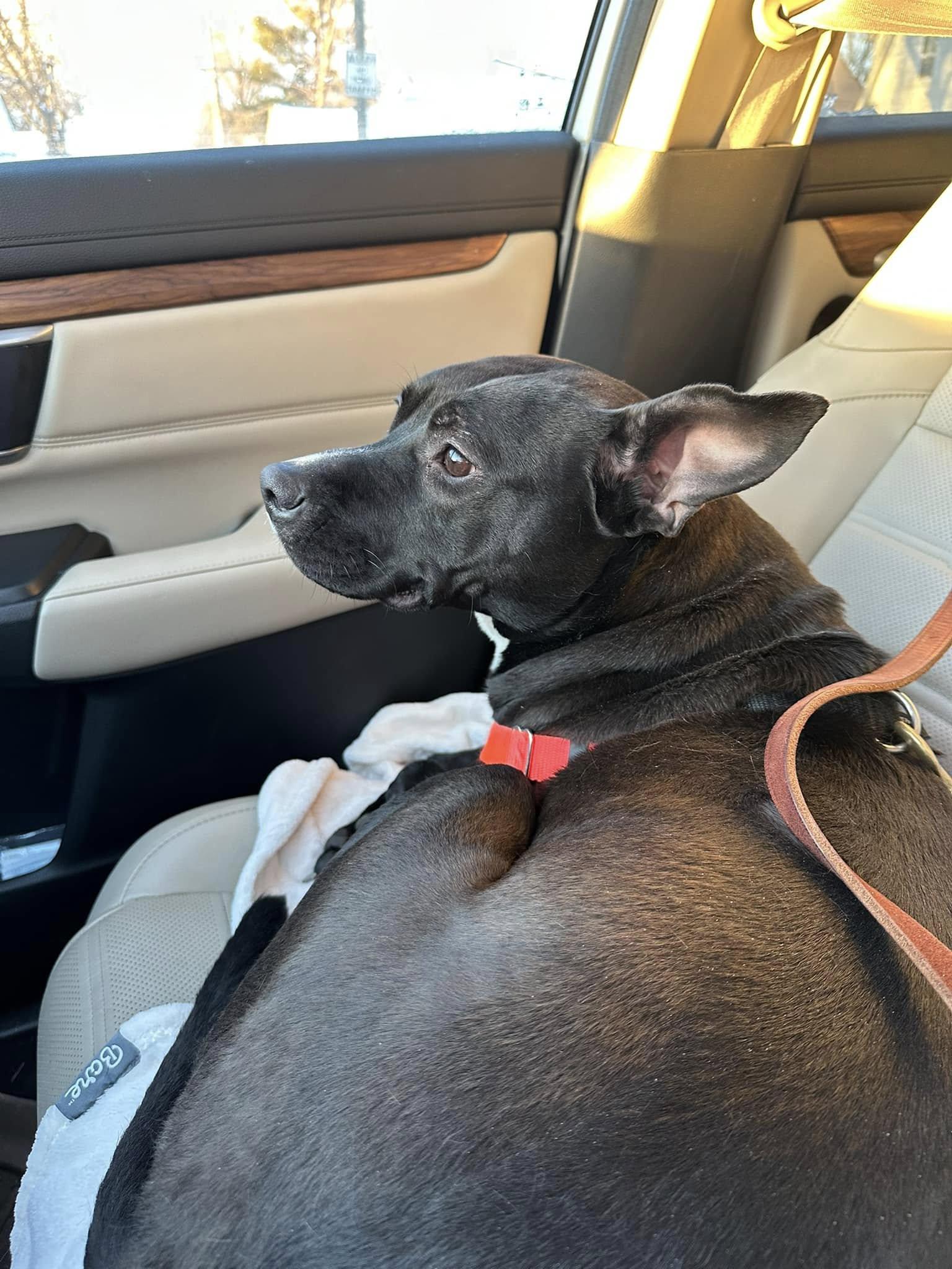 REBEL- Needs a foster/forever home!, a Adoptable mixed breed in Birmingham, MI image 1/6